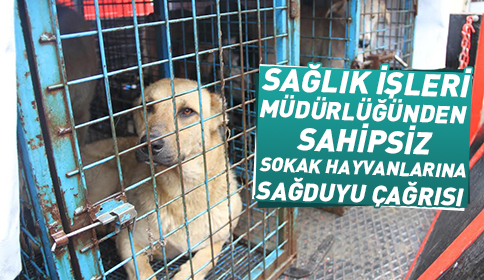 Sağlık İşleri Müdürlüğünden Sahipsiz Sokak Hayvanları İçin Sağduyu Çağrısı