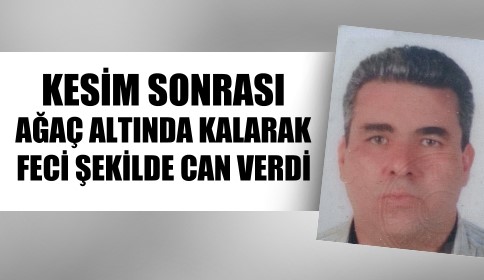 Üzerine Ağaç Devrilen İşçi Hayatını Kaybetti 