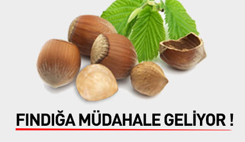 Fındığa Müdahale Geliyor
