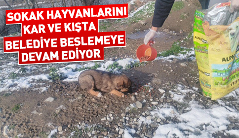 Sokak Hayvanlarını Kar ve Kışta Belediye Beslemeye Devam Ediyor