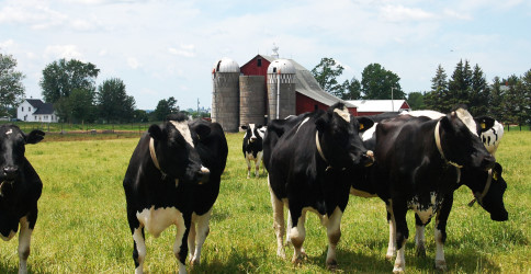 ŞAP HASTALIĞI HAYVAN PAZARINI KAPATTI