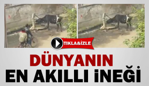 Dünyanın En Akıllı İneği