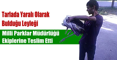 Bacağı kopan leyleğin şansı!