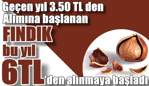 fındık 6 liradan alınmaya başladı