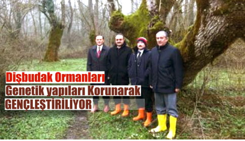 Dişbudak Ormanları Gençleştirilecek