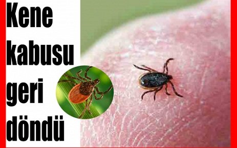 Veteriner Hekimler Odasından Kene Uyarısı 