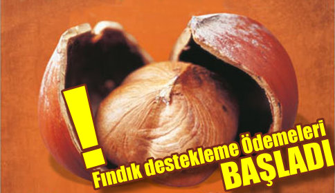 Fındık Desteği Ödemeleri Başladı