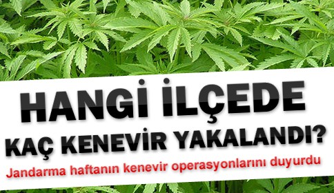 Hangi İlçede Ne kadar Kenevir Yakalandı ?