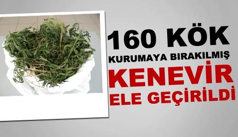 Kurutulmaya Bırakılmış 160 Kök Hint Keneviri Ele Geçirildi