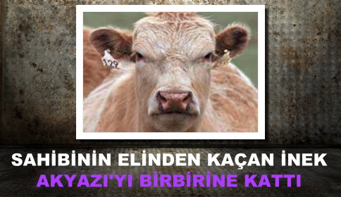 Bir İnek, Beş Yaralı