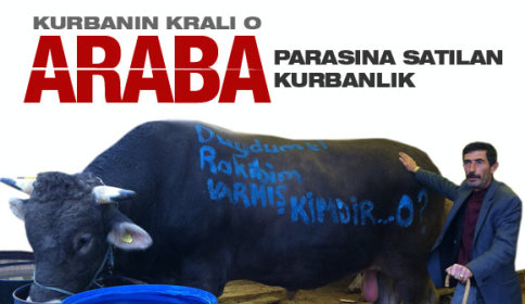 Kurbanlıkların kralı araba fiyatına gitti