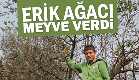 Erik Ağaçları Meyve Verdi