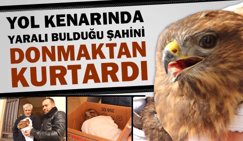 Yol Kenarında Yaralı Bulduğu Şahin’i Yetkililere Teslim Etti