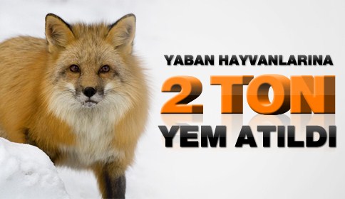 Yaban Hayvanlarına 2 Ton Yem Atıldı