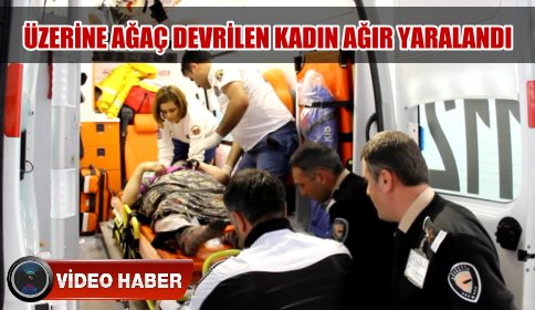 Yahyalı Mahesinde Kesilen Ağaç Kadının üzerine devrildi