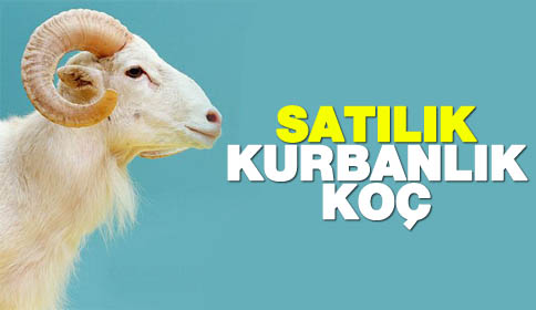 Kurbanlık Küçükbaş Hayvan