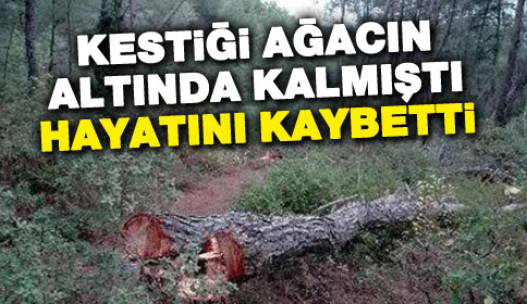 Kestiği Ağacın Altında Kalmıştı Hayatını Kaybetti