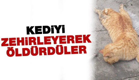 Kediyi zehirleyerek öldürdüler