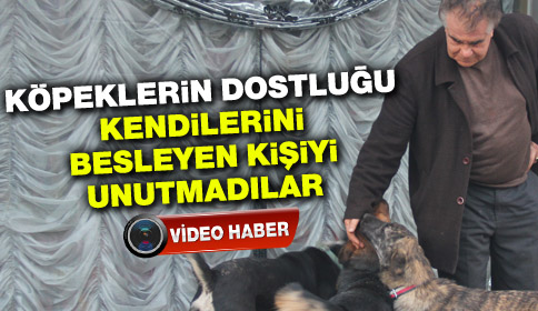 Köpeklerin Dostluğu Kendilerini Besleyen Adamı Unutmadılar