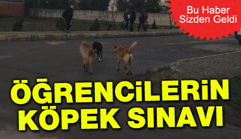 Öğrencilerin Köpek Sınavı