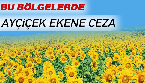 DİKKAT! Bu Bölgelerde Ayçiçeği Ekmek Yasak