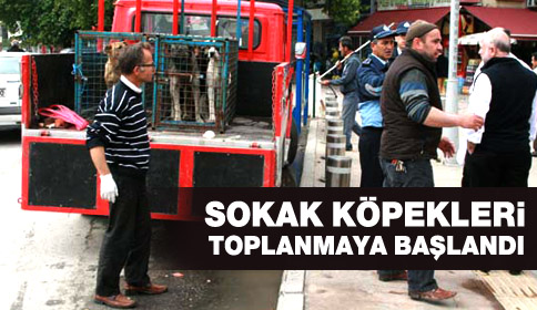 Akyazı Belediyesi Sokaklarda ki Köpekleri Toplamaya Başladı