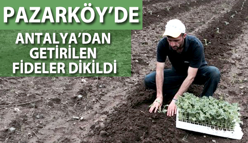 Bahçe Peyzaj Teknikerinden Özel Tekniklerle Fideler Dikildi.