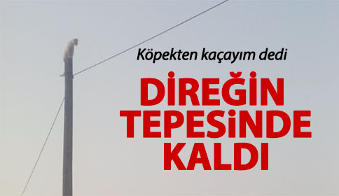 Kedi direkten güçlükle indirildi 