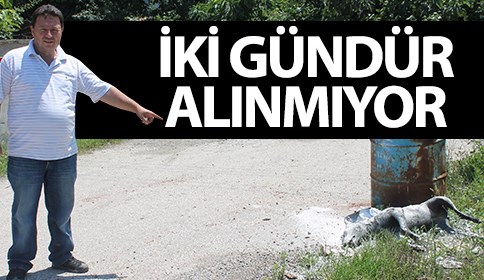 İki Gündür Alınmayan Köpek Ölüsü Kokmaya Başladı