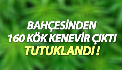 160 Kök Kenevir Yakalattı