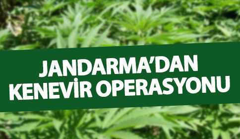 Jandarma Kenevir Operasyonlarını Sürdürüyor