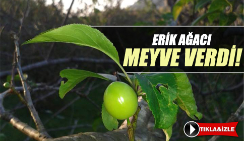 Sıcağa Aldanan Erik Ağacı Meyve Verdi