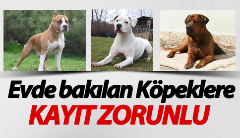 Evde Bakılan Köpeklere Kayıt  Zorunlu