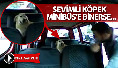 Sevimli Köpek Dolmuşa binerse...