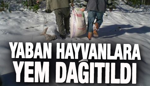 YABAN HAYVANLARA YEM BIRAKILDI