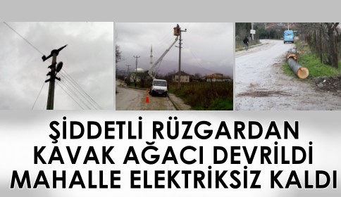 Kavak Ağacı Maheyi Elektriksiz Bıraktı