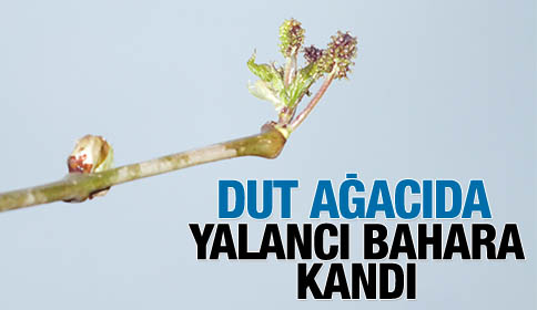 Dut Ağacı Çiçek Açtı