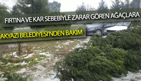 Akyazı Belediyesinden Fırtına Ve Kar Sebebiyle Zarar Gören Ağaçlara Bakım