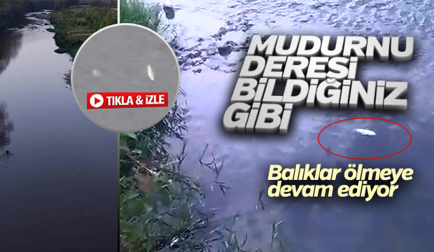  Mudurnu Deresi'nde Balıklar Ölmeye Devam Ediyor