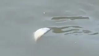 Mudurnu Deresi'nde toplu balık ölümleri görüldü