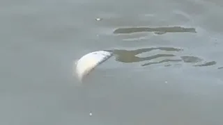 Mudurnu Deresi'nde toplu balık ölümleri görüldü