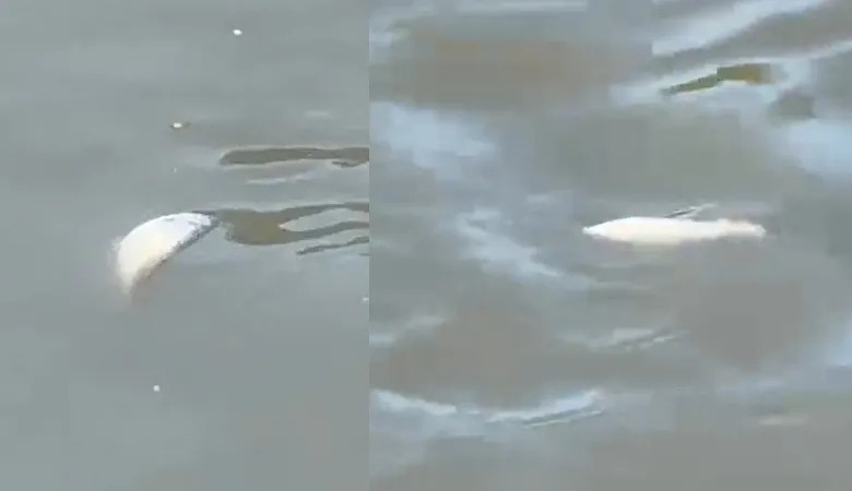 Mudurnu Deresi'nde toplu balık ölümleri görüldü