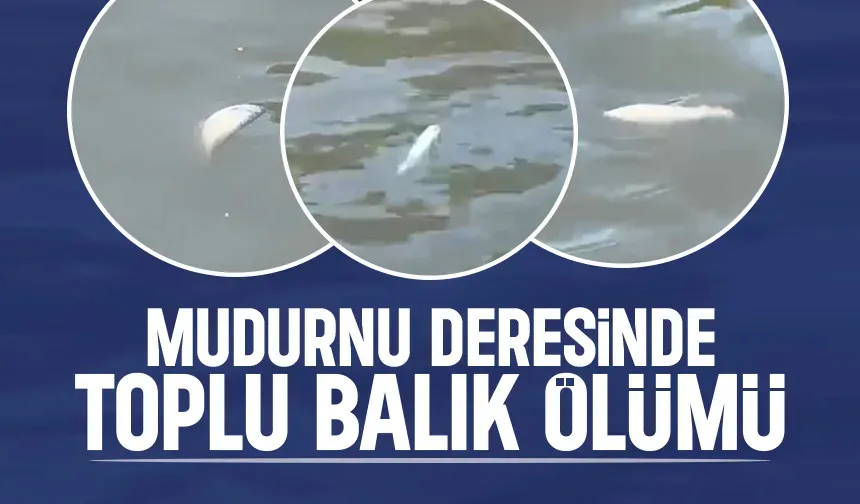 Mudurnu Deresi'nde toplu balık ölümleri görüldü