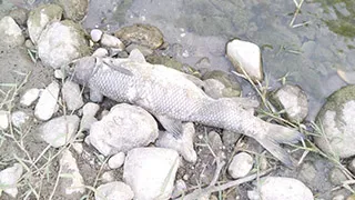 Mudurnu Deresi'nde toplu balık ölümü