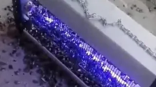 Ne ilaç ne biyolojik mücadele kahverengi kokarcayı böyle yok ettiler