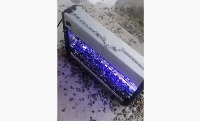 Ne ilaç ne biyolojik mücadele kahverengi kokarcayı böyle yok ettiler