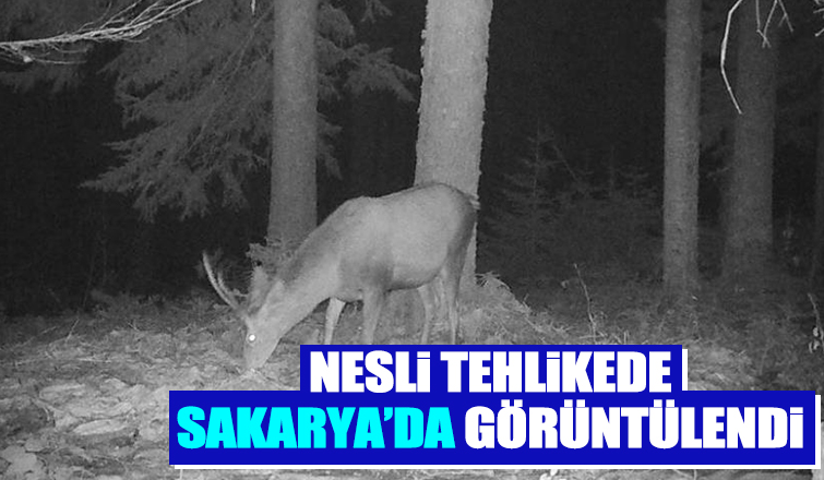 Nesli tehlikede olan geyik fotokapana yakalandı