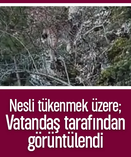 Nesli tükenmek üzere; Vatandaş tarafından görüntülendi
