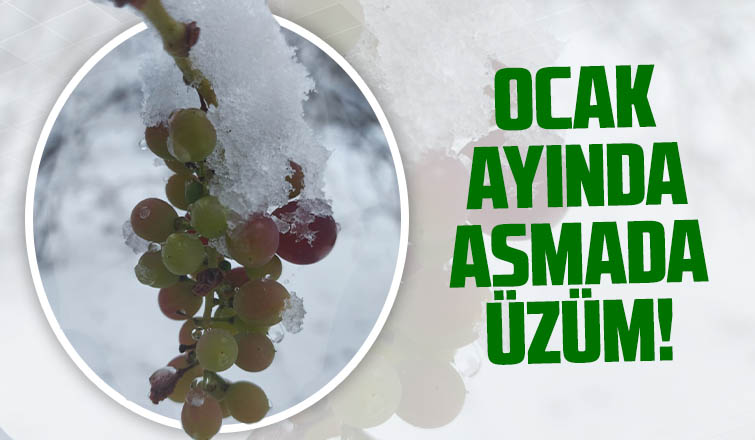Ocak ayında asmada üzüm yetişti