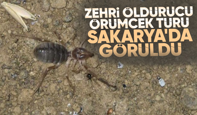 Öldürücü zehre sahip örümcek Sakarya'da görüldü